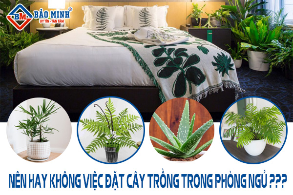 Cây đặt trong phòng ngủ có tốt không?